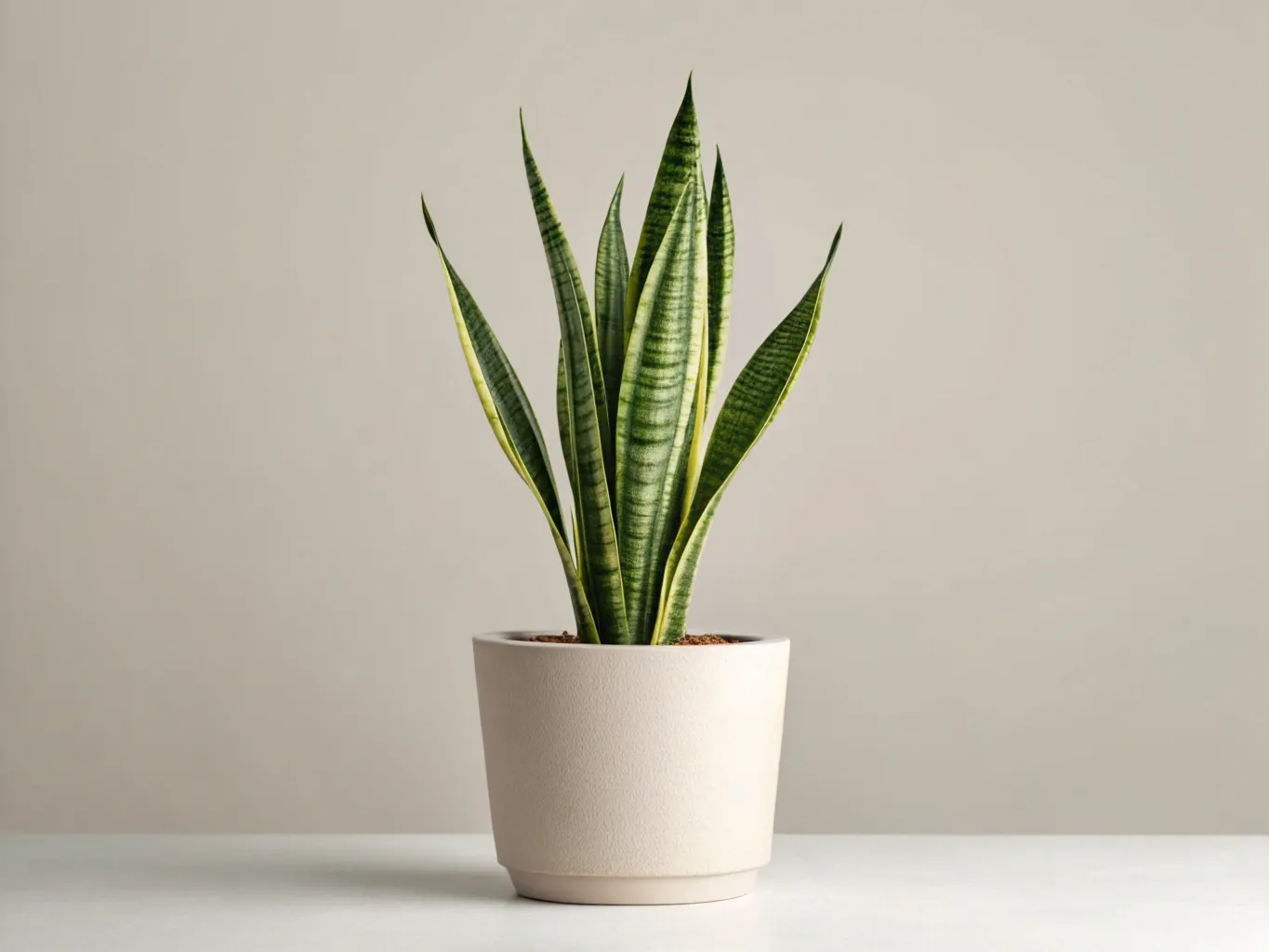 Sansevieria Pflanze