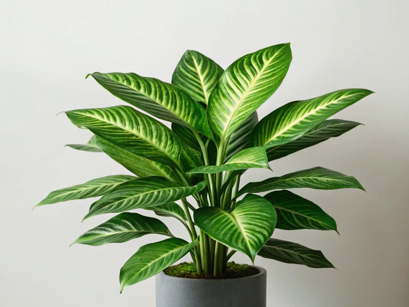 Dieffenbachia Pflanze