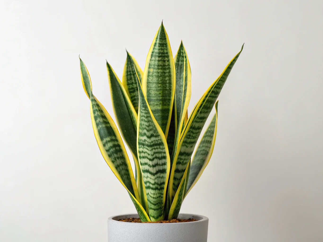 Sansevieria Trifasciata Pflanze